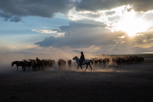 Following the Herd (Kayseri 2024)